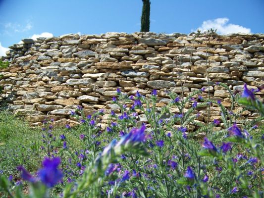 de beaux iris avec la restanque de pierres sur saint cyr les lecques a cotés de toulon